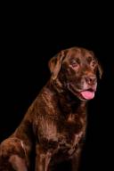 Bruno